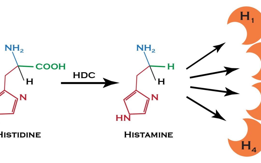 Istamina, impariamo a conoscerla
