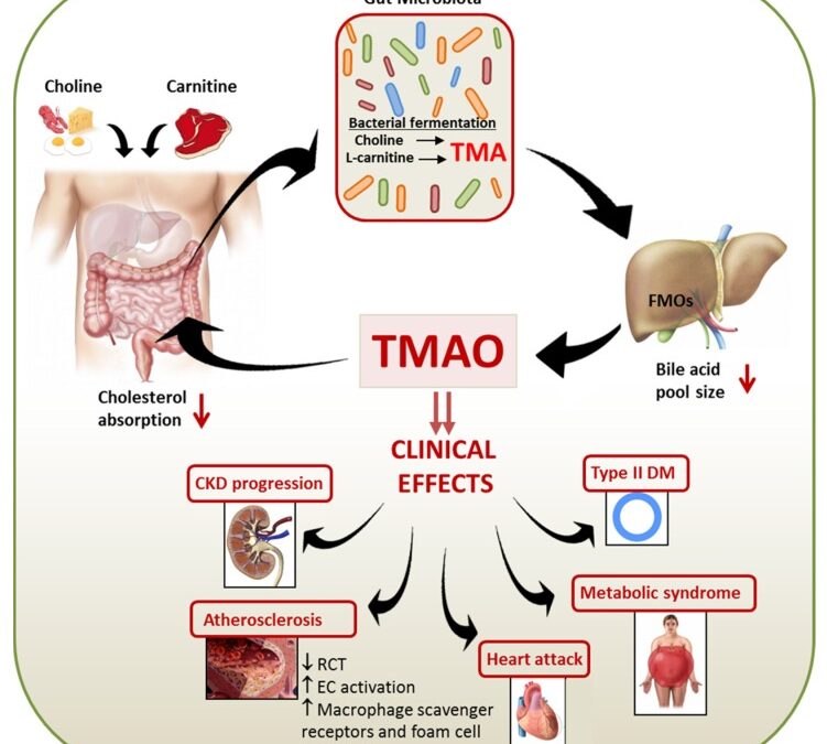 TMAO (trimetilammina-N-ossido) ALERT